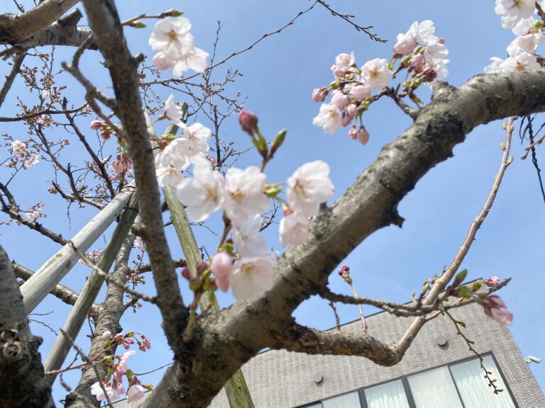 桜の便り😊