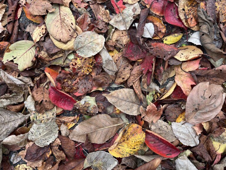 〇〇の秋🍂（3歳児ゆき組）