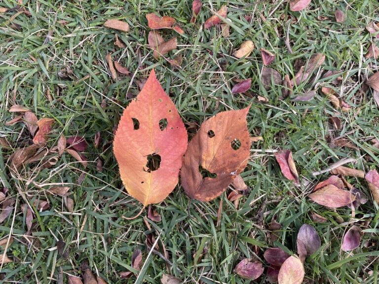 秋を楽しもう🍂（1歳児　うみ組）