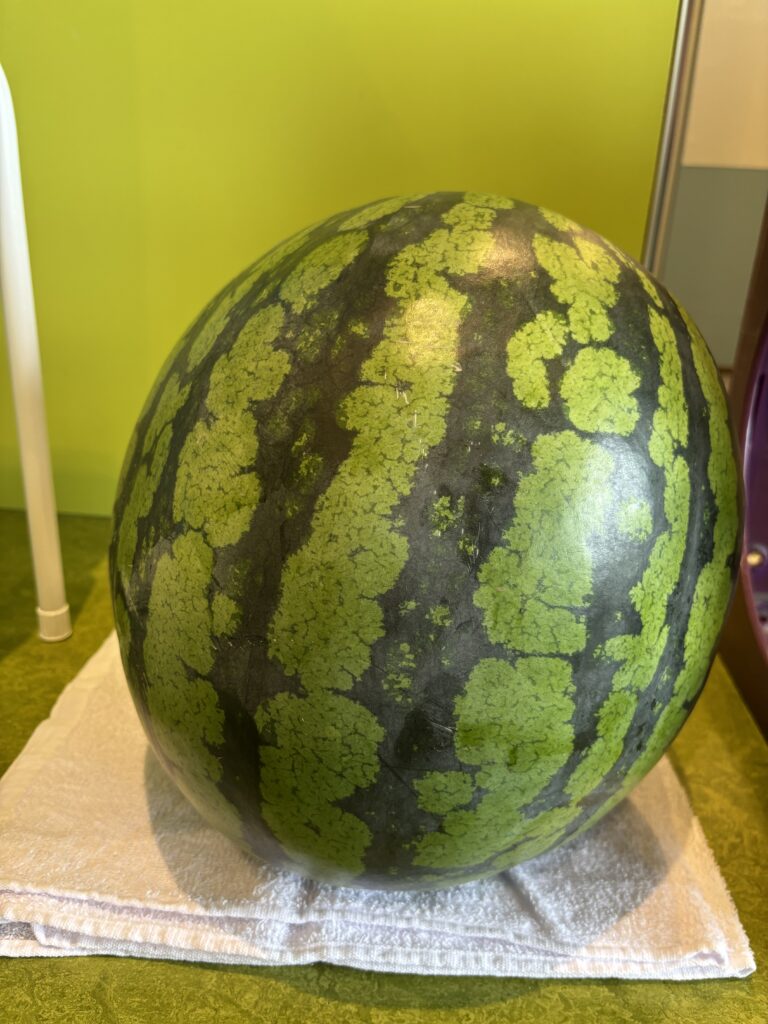 すいか収穫🍉（５歳児　つき組）