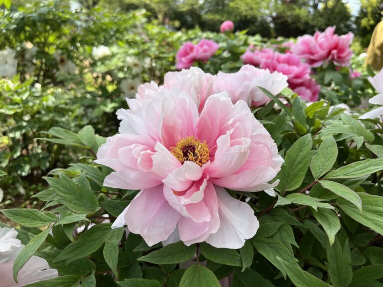 つくば牡丹園（園長のフィールドワーク）