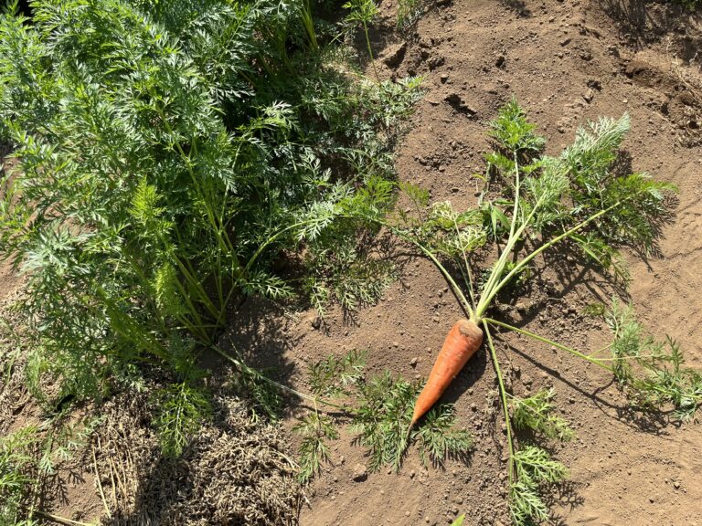 園から車で10分！有機にんじん収穫体験🥕（園長のフィールドワーク）