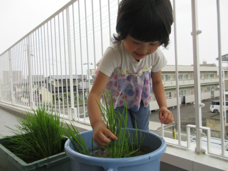 バケツ稲、始めました!