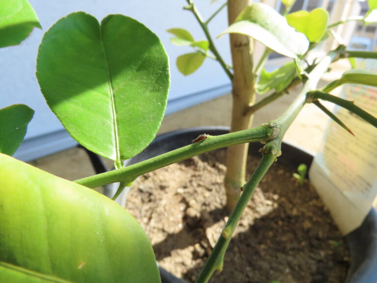 はらぺこあおむしin手倉田