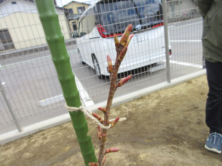 玉夢桜・観察日記