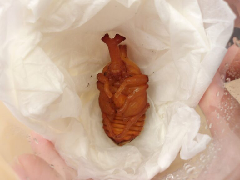 かぶとむし～蛹になる～