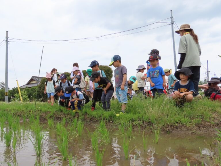 田んぼ活動～観察～