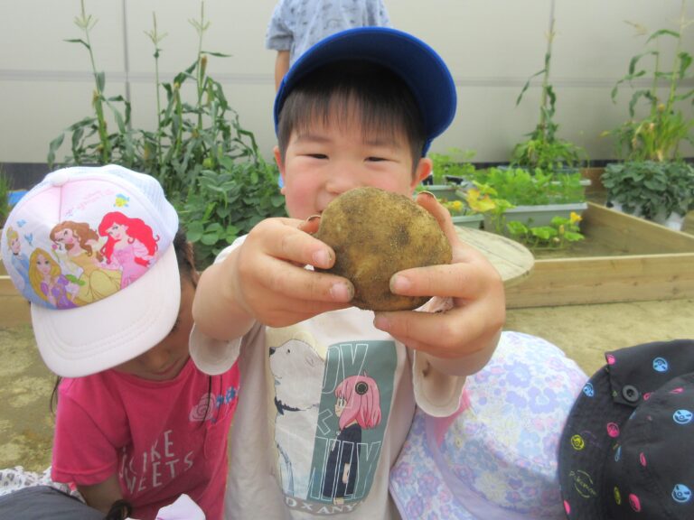 じゃがいもの収穫