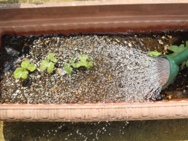 Aさんのおすそわけ～芽がでたよ～