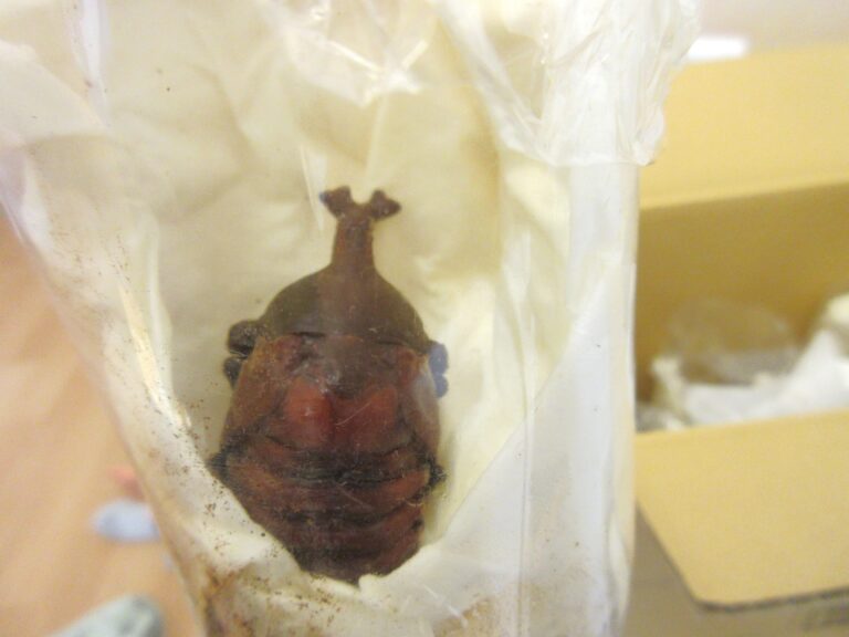 かぶとむし～夏の王様になる～