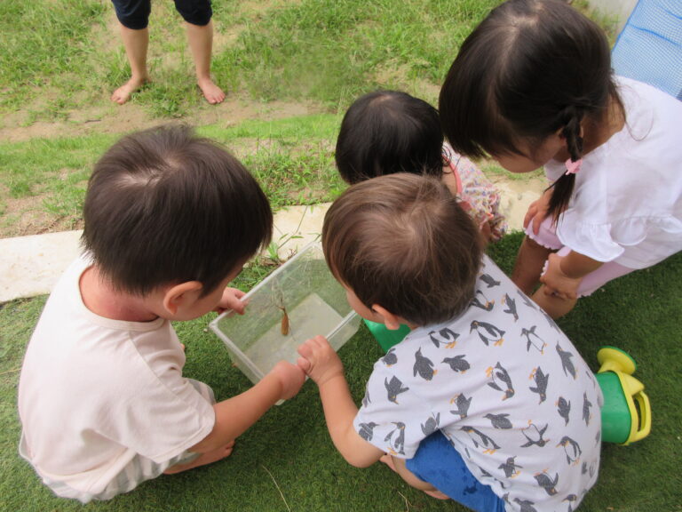 カマキリ発見！