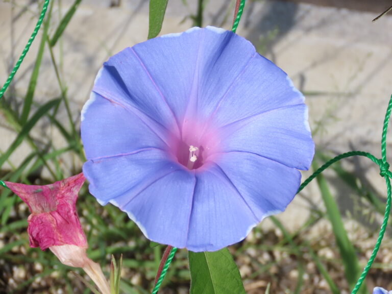 Aさんのおすそわけ～花が咲いたよ～