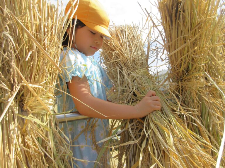 田んぼ活動～自然乾燥～