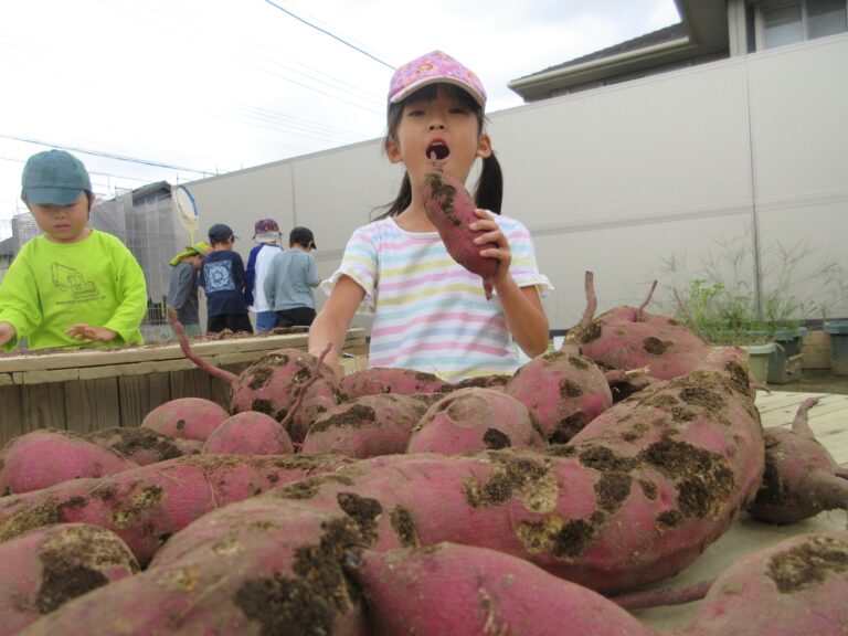 さつまいもの収穫