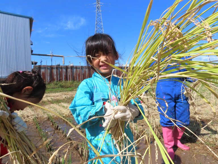 田んぼ活動～稲刈り～