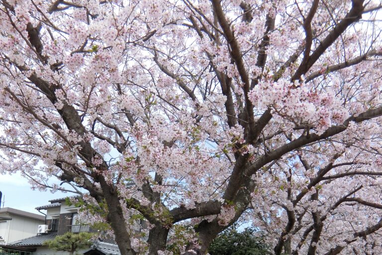 桜の開花宣言待っています。