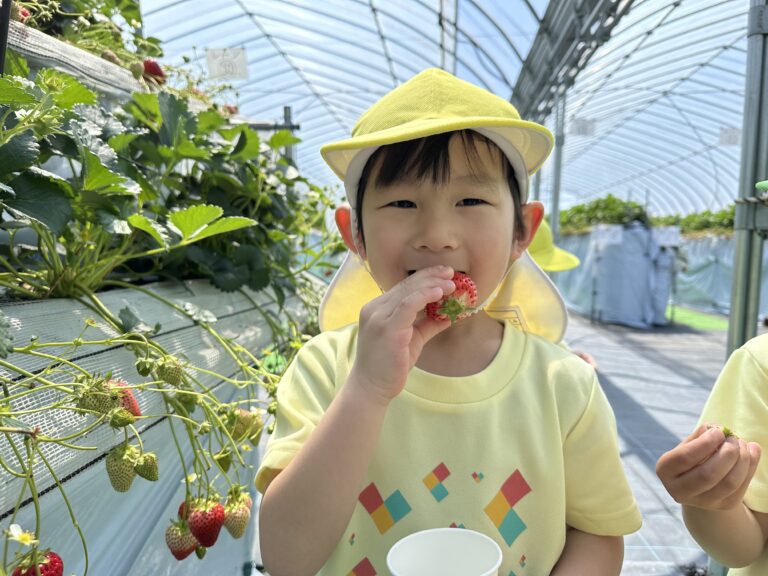 いちご狩り2024.4.12