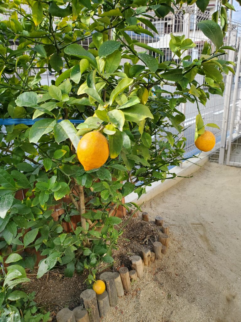 レモンが黄色くなったので・・・♬(４・５歳児)