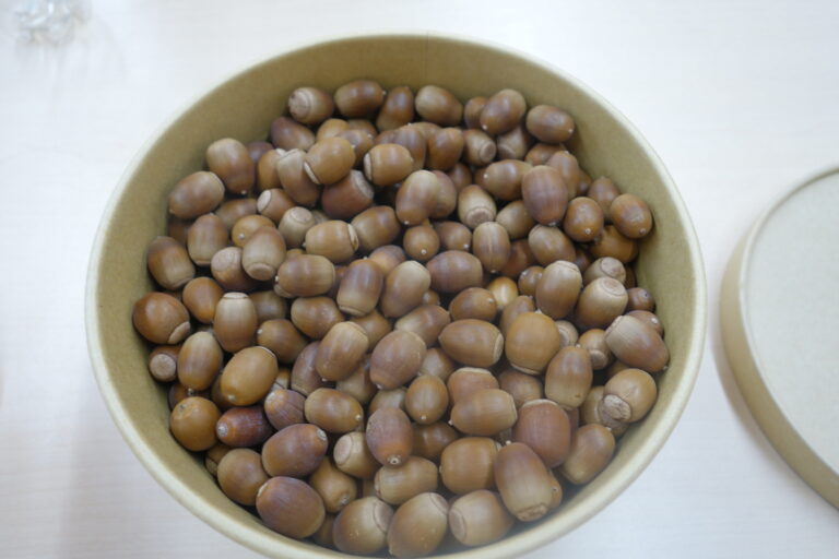 どんぐり演奏会（0歳児）