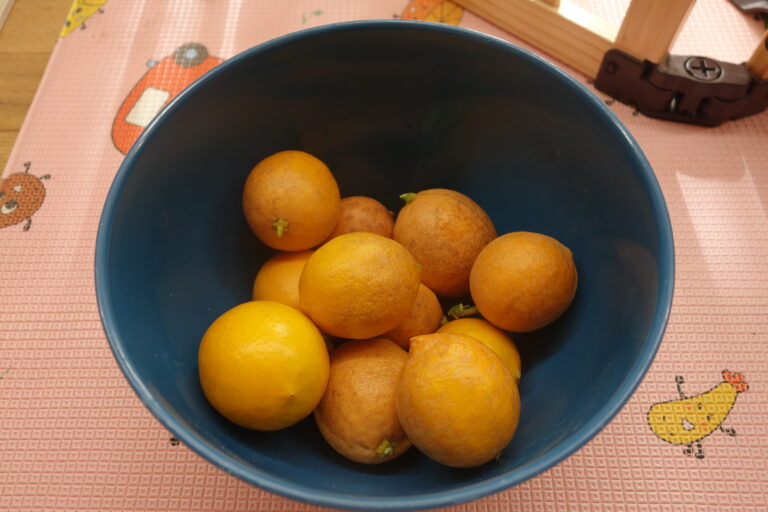 レモンで遊ぼう！part①(0歳児)