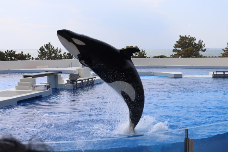 保育園最後の遠足🐬(5歳児)