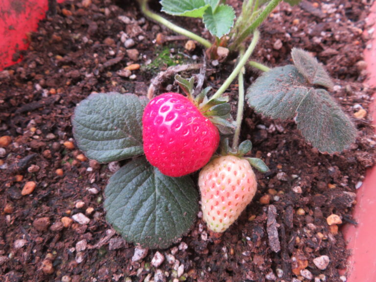 真っ赤なイチゴ（３歳児）