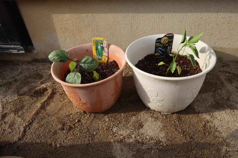 お野菜育てるよ！（1歳児）