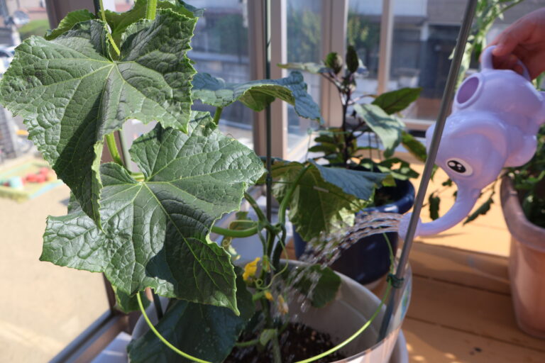 夏野菜、収穫第１号！（４歳児、５歳児）