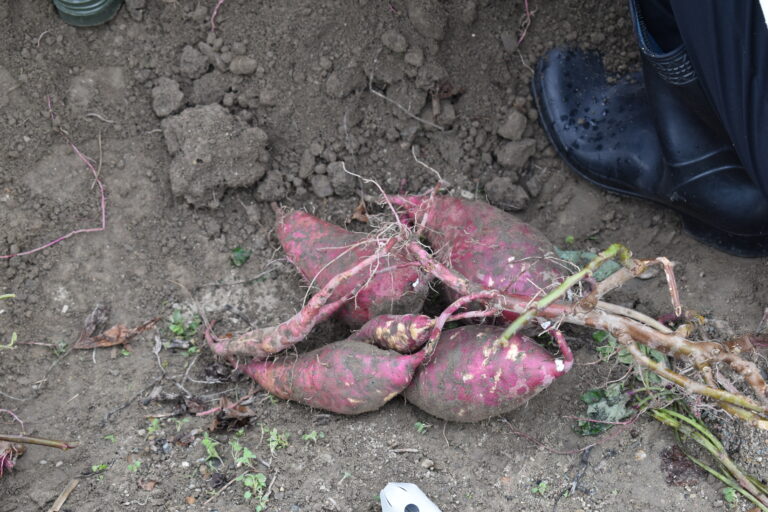 かとう主任の☆ピックアップ芋ほり🍠☆