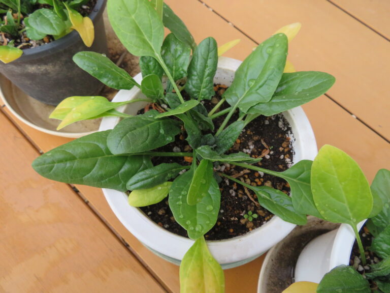 ほうれん草を収穫！（３歳児）