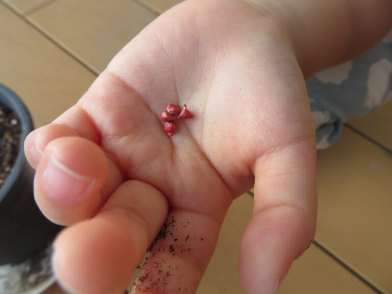 ほうれん草、育てました（３歳児）