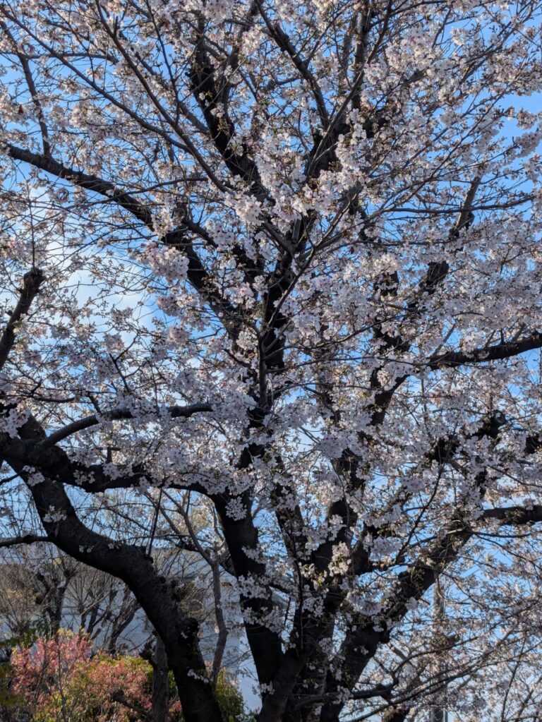 R8年度が始まりました🌸