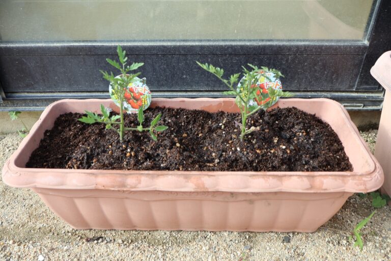 収穫したトマトは…🍅（2歳児）