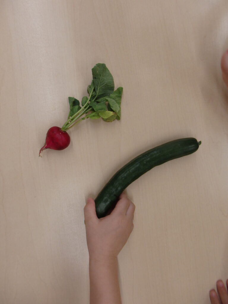 育てていたきゅうりは・・・🥒（3歳児）