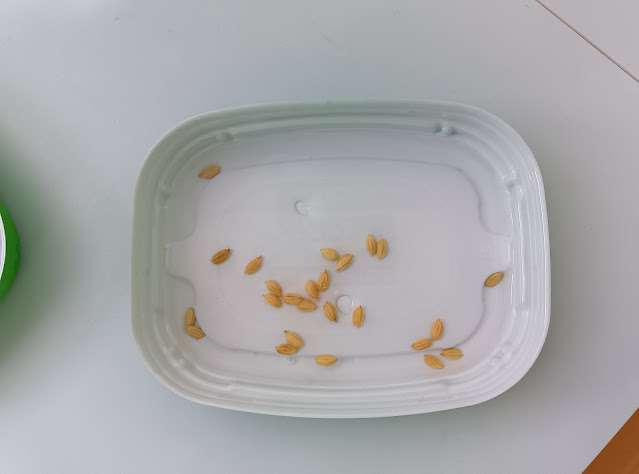 お米作り～バケツ稲に挑戦～