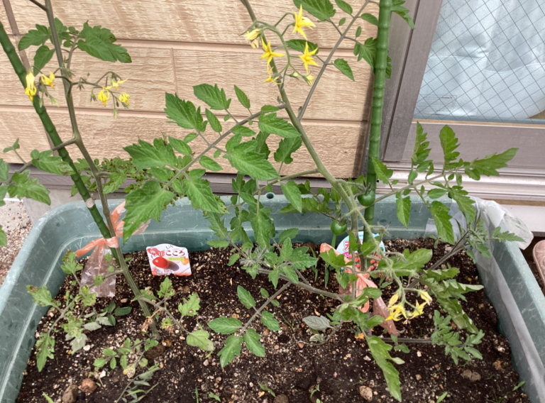 4歳児　そらチーム　植物の栽培をはじめました！～トマト・ナス・アサガオ～