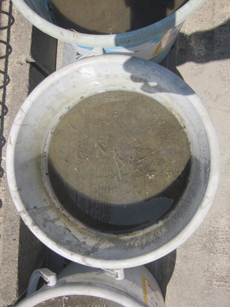 バケツ稲に挑戦～種まき～